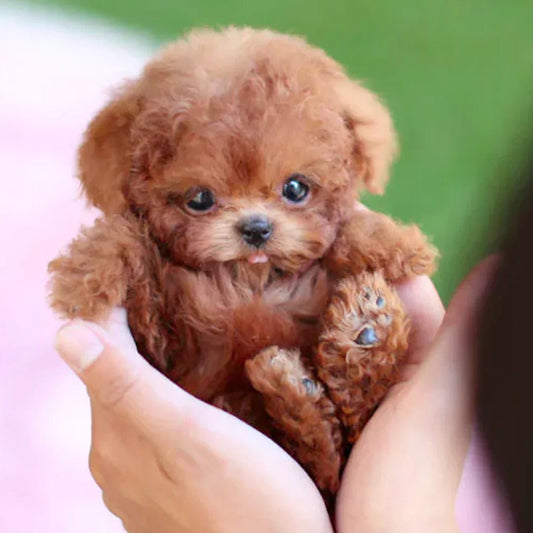 SnugglePup – Realistic Plush Puppy with Lifelike Details