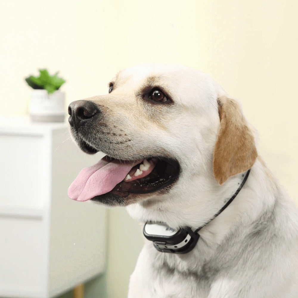 SafeZone Wireless Dog Fence & Training Collar – Rechargeable, Waterproof & Pet-Friendly Correction Modes